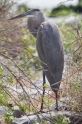 018 Great blue heron 01